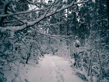 Winter forest in Wiezyca, Kashubia, northern Poland. Wild nature in winter.