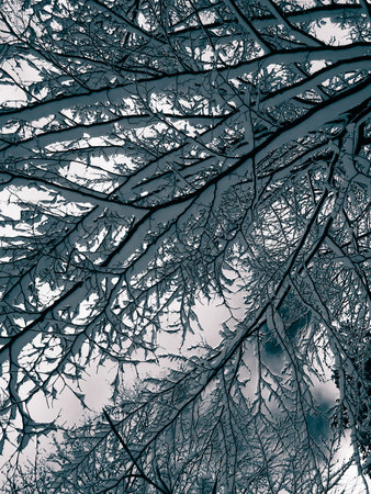 Branches covered with snow as natural background. Beauty of winter nature.の写真素材