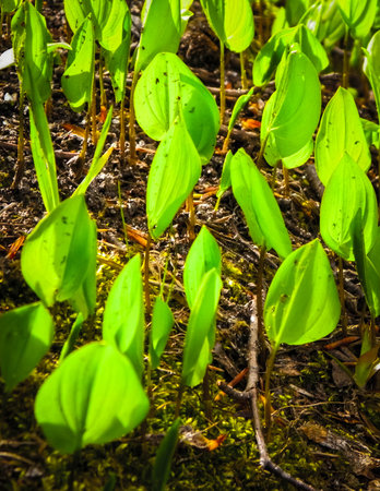 Close up of little green plants growing in the forest. nature background.の写真素材