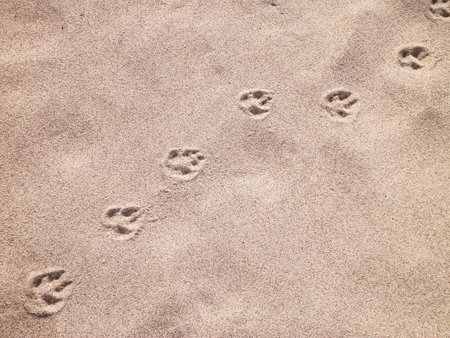 Fox paw prints on the sand. Nature background. Copy space.