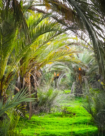 Palm grove on the island of Cyprus. Date plantation. Exotic views and tropical climate.の写真素材