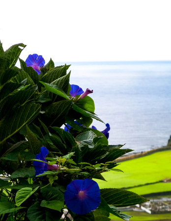 Close up of blue bindweed flowers on natural background of Faial Da Terra village on Sao Miguel island, Azores. Copy space.の写真素材
