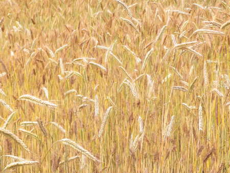 Close up of rye plants as nature background. Agriculture concept.の写真素材