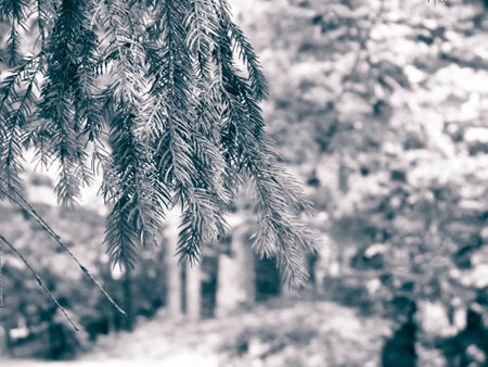 Forest background. Close-up of spruce branches. Nature concept. Copy space on blur. BW filter toned.