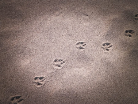 Fox paw prints on the sand. Nature background. Copy space.