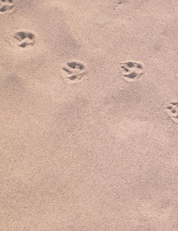 Fox paw prints on the sand. Nature background. Copy space.
