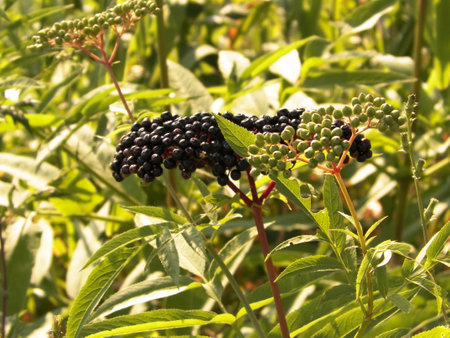Close up of black wild berry. Balkan flora, nature concept.