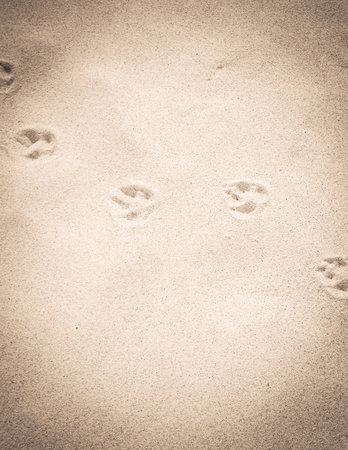 Fox paw prints on the sand. Nature background. Copy space.