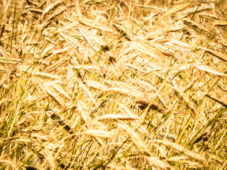 Close up of rye plants as nature background. Agriculture concept.の写真素材