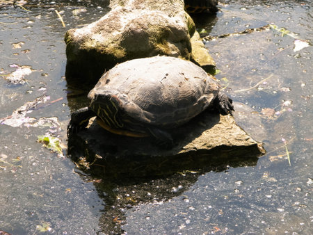 Close up of wild turtle at pond, swamp, river or lake
