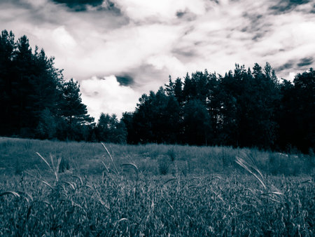 Meadow in forest in Pelcznica National Park. Beautiful nature of northern Poland. BW Filter.