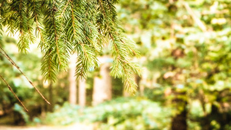 forest background. Close-up of spruce branches. nature concept. Copy space on blur. Abstract filter...