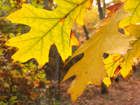 The fall is coming. Close up of autumn leaves as nature background.