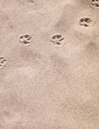 Fox paw prints on the sand. Nature background. Copy space.