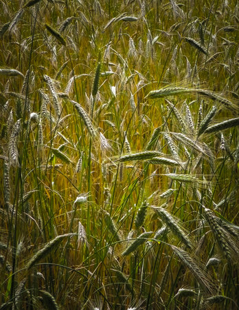 Close up of rye plants as nature background. Agriculture concept.の写真素材