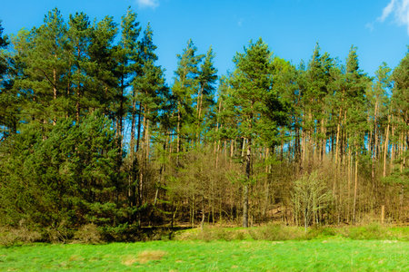 Wild, green meadow in forest. Natural beauty of Kashubia region in Poland.