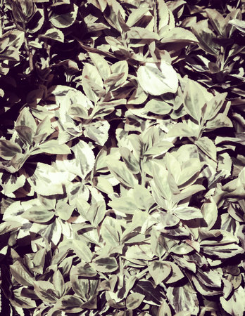 Euonymus fortunei leaves as nature background. Gardening concept. Copy space. Abstract filter toned.