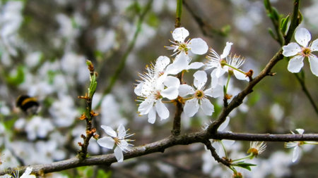 Blooming mirabelle tree in summer. Close up of blooming mirabelle tree flowers.