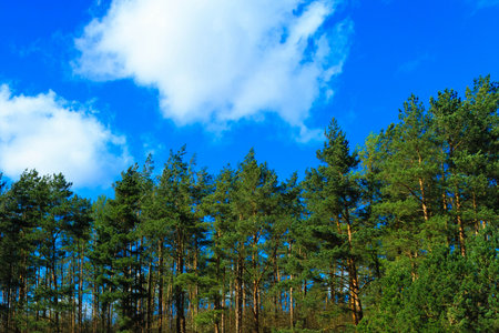Close up of green trees against blue sky. Natural background.