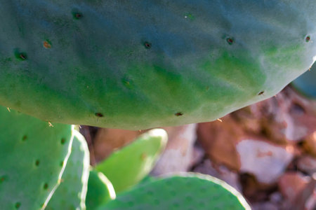 Prickly pear is one of the most common cactus species in Maltaの写真素材