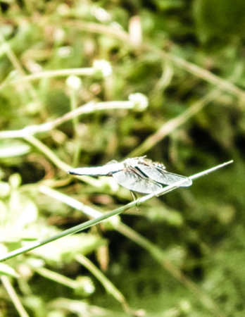 Close up of dragonfly, insects in a wild. Summer nature in Poland, Tuchola Forest region.