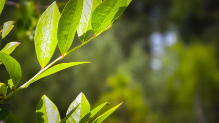 Close up of bush and it's green leaves. Flora of Tuchola Forest region in Poland. Nature background,...