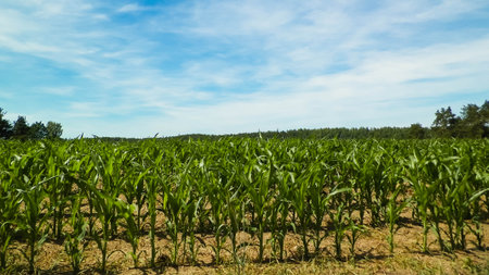 Landscape of corn field, and blue sky as a background. Nature and agriculture concept.