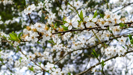 Blooming mirabelle tree in summer. Close up of blooming mirabelle tree flowers.