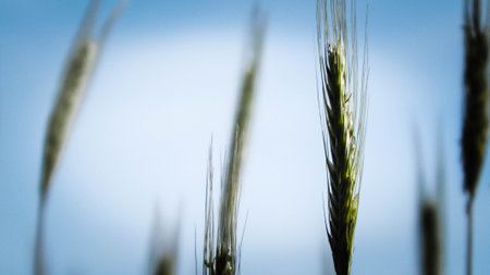 Close up of wheat plant. Agriculture and nature concept, nature background.