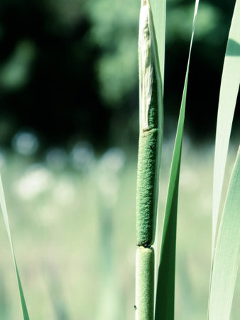 Close up of Typha plant. Nature from Tuchola Forest and Kashubian region in Poland. Copy space,...