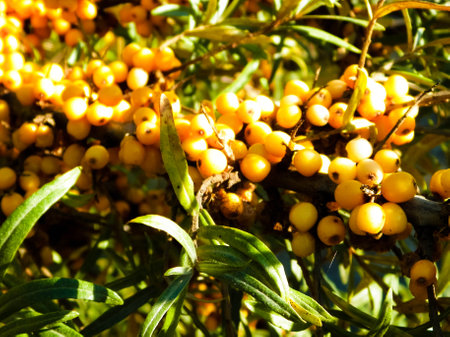 Close up of Pyracantha M.Roem. as nature background. Pyracantha is also named Soleil d'Or. It's...