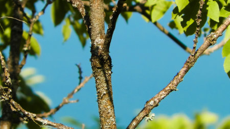 Close up of branch and green leaves, Balkan flora, Galicica National Park, Macedonia.