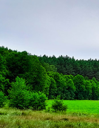 Meadow in the center of Tuchola forest. Pure nature of northern Poland. Travel concept.の写真素材