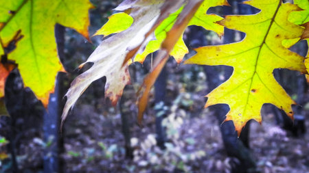 The fall is coming. Close up of autumn leaves as nature background.