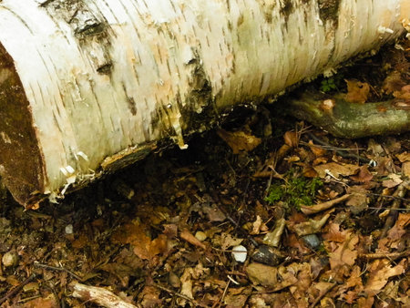 Birch root as a natural background. Copy space.の写真素材