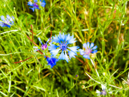 Meadow with iris flowers as nature background. Summer nature concept.の写真素材