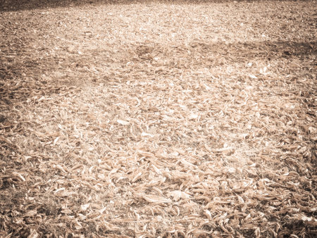Gold autumnal leaves as nature background. copy space.の写真素材
