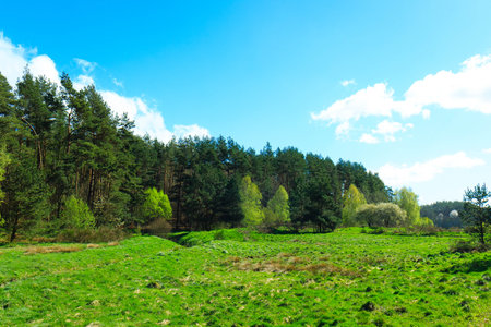 Wild, green meadow in forest. Natural beauty of Kashubia region in Poland.の写真素材