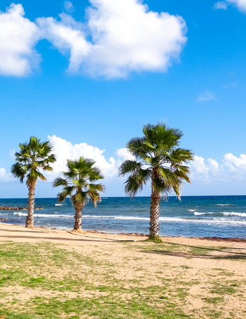 Beach and palm trees. Mediterranean sea coast. Cyprus island.の写真素材