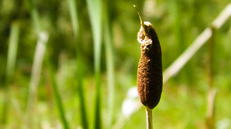 Close up of typha plant. Nature of Tuchola Forest and Kashubian region in Poland. Copy space, nature background.の写真素材