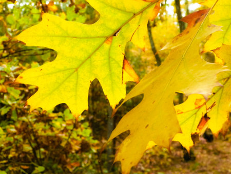 The fall is coming. Close up of autumn leaves as nature background.