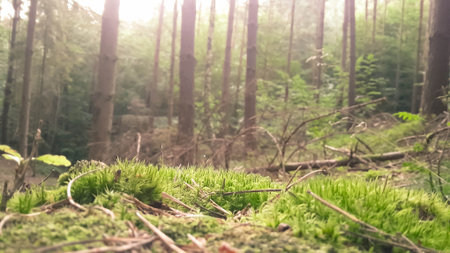Close up of moss and litter in wild forest. Northern Poland.