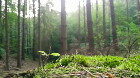 Close up of moss and litter in wild forest. Northern Poland.
