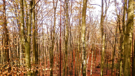 Polish forest in autumn. Nature concept.