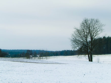 Winter over Kashubian meadows. Winter season concept, copy space on cloudy sky.の写真素材