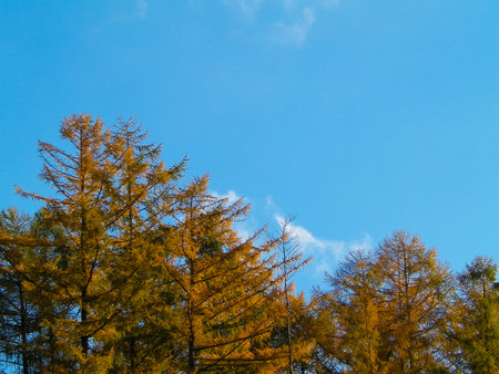 Autumnal trees on blue sky background. Copy space on sky. Fall season nature concept.の写真素材