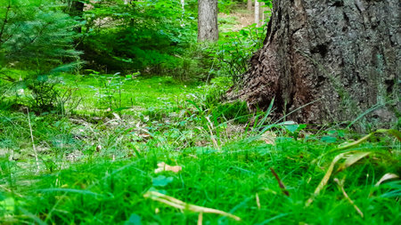 Close up of moss and litter in wild forest. Northern Poland.
