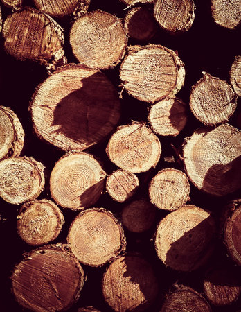 Wooden beams as nature background. Forest clearance -environmental protection and agriculture concept.の写真素材