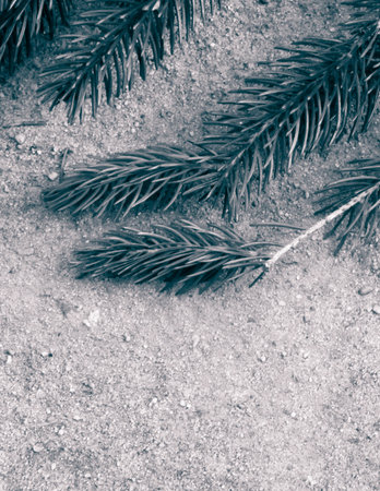 Spruce branch on the sand. Nature background. Copy spaceの写真素材