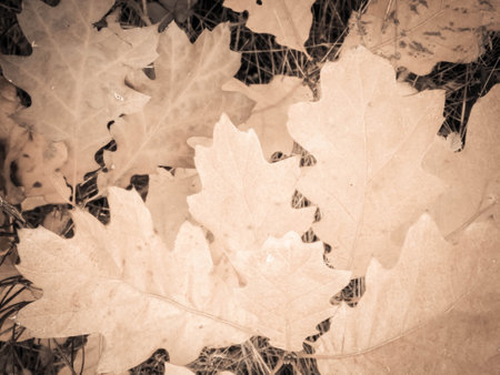 Red autumnal leaves as nature background. Copy space. Abstract filter toned.の写真素材